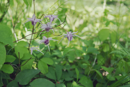【公式】漢方薬局 下田康生堂｜イカリソウ｜
