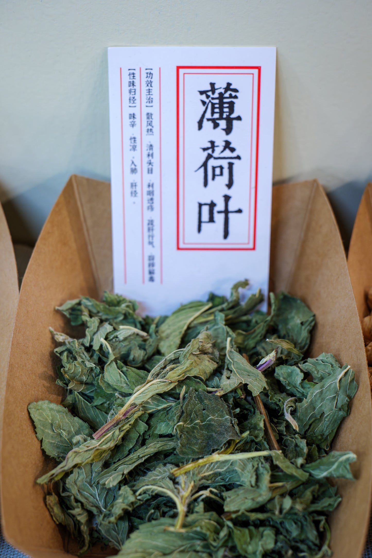 薄荷原型